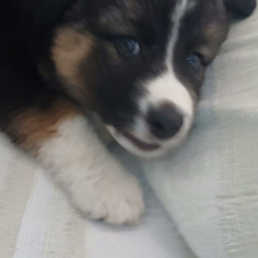Charlie